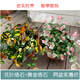 花葉絡(luò)石花苗盆栽彩葉絡(luò)石吊蘭四季垂吊耐熱耐寒植物庭院綠植花卉 花葉+黃金絡(luò)石兩盆特惠 不含盆