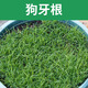 進(jìn)口草坪種子草籽矮生四季青免修剪園林綠化覆綠護坡耐寒草皮種子 【耐熱耐旱】狗牙根原種1斤