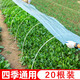 天丂20根裝農(nóng)用小拱棚支架支撐桿拱桿蔬菜育苗保溫棚骨架玻璃纖維桿棒 農(nóng)用小拱棚支撐桿【20根裝】