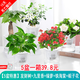 綠有意綠植盆栽多肉花卉盆栽植物室內(nèi)桌面水培綠植辦公室客廳植物懶人 推薦5盆】發(fā)財樹組合裝+肥