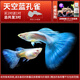 天空藍緞帶大尾大C孔雀魚(yú)純種小型熱帶觀(guān)賞魚(yú)胎生小魚(yú)鳳尾小魚(yú) 精品天空藍(3-4cm)2對+1對備損