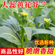 種菜記芥蘭種子四季春季甜美芥蘭耐熱耐雨白花大蕊甜美芥藍種子發(fā)芽率高 大蕊黃花芥蘭種子30克