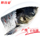 鮮喜愛 冷凍千島湖鰱魚頭1斤 白鰱魚頭 生鮮魚類 海鮮水產 