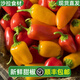 新鮮水果彩椒500g甜椒辣椒紅黃青彩椒西餐沙拉蔬菜食材 1500g