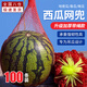 曇蓓漫西瓜網兜吊西瓜網袋吊瓜網西瓜網套密瓜香瓜水果吊兜套袋尼龍網 紅色50cm[100條-可吊5-8斤左右] 【升級加厚帶繩/專為吊瓜設計】