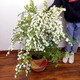 花詢(xún) 珍珠梅花苗盆栽花卉綠植雪柳植物噴雪繡線(xiàn)菊樹(shù)苗大苗雪柳葉鮮枝條雪梅綠化苗木工程綠籬苗 珍珠梅 3年苗
