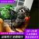 豪蚨雛鳥(niǎo)鸚鵡活體幼鳥(niǎo)手養鳥(niǎo)說(shuō)話(huà)鳥(niǎo)半毛虎皮牡丹玄風(fēng)鳥(niǎo)小太陽(yáng)雛鳥(niǎo)豪蚨 綠頰小太陽(yáng)雛鳥(niǎo)1只