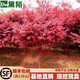 黛陌  日本紅楓樹苗美國紅楓樹苗日本紅楓苗紅舞姬四季嫁接紅楓盆景盆栽庭院地栽彩色綠化苗木行道樹 日本紅楓1公分粗 其它