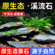 瘋狂水草魚缸造景裝飾溪流石底部砂石天然溪流缸南美缸造景石烏龜躲避曬臺(tái) 6斤原生溪流片石 大型 【數(shù)量按斤隨機(jī)發(fā)】