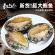 東上御品 新鮮鮑魚鮮活超大海鮮水產(chǎn)生鮮活特大加熱干小鮑魚撈汁飯凈重 特大號鮑魚【12-16只】 1000g