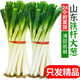 源惠鮮禮正宗山東鐵桿大蔥 新鮮甜蔥特級(jí) 新鮮蔬菜蔥蘸醬 帶皮精選大蔥5斤 3斤 【帶皮去半葉】