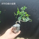 小栱枝對節白蠟造型小盆景帶土老樁黃楊紅楓室內陽(yáng)臺辦公室盆景 隨機發(fā)貨 不含盆