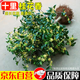 湃點(diǎn)桂花樹(shù)苗濃香型桂花盆栽四季桂庭院園林造景四季桂2cm粗源頭直發(fā)