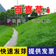 萌蘊(yùn)（MengYun）進(jìn)口草坪種子草籽矮四季青草種護(hù)坡綠化耐寒耐旱免修剪草皮草種子 【百喜草】南方推薦一斤