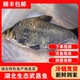順豐湖北原生態(tài)新鮮武昌魚(yú)鳊魚(yú)淡水活魚(yú)現殺冷凍保鮮真空鎖鮮 2斤/條去鱗去鰓去內臟20%損耗 生態(tài)鳊魚(yú)去鱗去鰓去內臟 20%損耗
