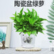 綠蘿陶盆栽長(cháng)藤大葉綠籮花卉盆景綠植新吊蘭垂掉植物水培繽賢綠植辦公室內桌面植物懶人盆栽吸水 大綠蘿+闌花陶瓷盆