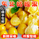 辰實【發(fā)順豐】東北菇娘果 新鮮水果燈籠果 黃姑娘果洋菇娘果 菇?jīng)龉?3斤