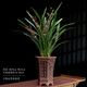 瀚林怡景（HANLINYIJING）蘭花盆栽墨蘭企黑高貴品種綠植花卉室內辦公室客廳植物高檔盆景 大型蘭花（墨蘭）-棕色盆