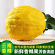 云南香櫞果大果新鮮香櫞果佛手柑水果農(nóng)家自種新鮮香櫞果5斤 2斤（青黃隨機(jī)）