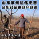 冬棗樹(shù)苗二代山東沾化棗苗矮化盆栽地栽嫁接果苗南方當年結果 三代冬棗6年苗