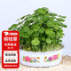 花翁水培植物水養(yǎng)草籽花卉盆栽金錢草帶葉 銅錢草+牡丹塑料盆源頭直發(fā)