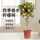 雙盟香水檸檬樹(shù)大型綠植盆栽客廳辦公室喬遷1.4-1.5m帶花帶果源頭直發(fā)