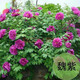 涵山菏澤觀(guān)賞牡丹花苗盆栽庭院花卉洛陽(yáng)牡丹樹(shù)苗室內外陽(yáng)臺重瓣大花 6魏紫 7到10分支
