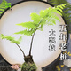 蕨類(lèi)植物苔蘚球水培四季小型厥類(lèi)綠植老樁盆景造景大型一葉蕨盆栽 一葉蕨30cm以下 不含盆