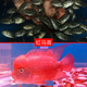 AIPHAROW泰國進口羅漢苗熱帶觀賞魚活體鴻運泰金花紋紅德薩高爆頭率羅漢魚 進口精選高起頭紅馬1條裝