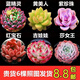 多肉組合盆栽陽臺盆栽喜陽植物新手福利按圖發(fā)貨品種花卉好養(yǎng) B款6種不帶盆土