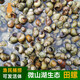 貓撲魚（mao pu yu） 微山湖淡水田螺 現(xiàn)撈石螺鮮活新鮮螺絲清水田螺肉餐館飯店螺螄肉  活的 1斤田螺精選（無(wú)泥無(wú)沙包活）