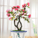 景郁春 JIRYUCUR海棠花盆栽樹(shù)苗重瓣長(cháng)壽冠盆景復色海棠2.5厘米粗源頭直發(fā)