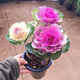 櫻霞成品大花羽衣甘藍花卉綠植盆栽陽(yáng)臺室外節日擺放觀(guān)賞耐寒植物 紫色粉白黃色甘藍3種加侖盆1