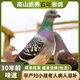 怡博士正宗5年老鴿子2只土鴿子月子新鮮農家散養五谷鴿子活體現殺鴿子 放養五年老鴿兩只(現殺現發(fā))