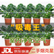 雙盟金鉆綠公主客廳辦公室綠植盆栽吸毒王吸甲醛三棵版10盆裝源頭直發(fā)