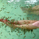 楠苑秋穎親親魚(yú) 親子溫泉魚(yú) 按摩魚(yú) 吃死皮足療魚(yú) 泡腳魚(yú)療小魚(yú) 飼料一包
