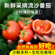 密農(nóng)人家新鮮自然熟西紅柿 農(nóng)家番茄 沙瓤多汁生吃西紅柿番茄 西紅柿 流沙番茄中大果4斤【主推】