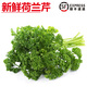 曠古農(nóng)業(yè)【順豐】新鮮荷蘭芹 法香 番西 西餐擺盤裝飾 250g