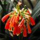 艾瑩君子蘭花苗 盆栽花卉辦公室內(nèi)綠植當(dāng)年開花青葉蘭苗精品 紅垂笑君子蘭6片葉