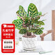 花翁孔雀竹芋盆栽植物四季常青綠植花卉 孔雀竹芋+水紋瓷盆源頭直發(fā)