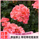 臨雅驅(qū)蚊天竺葵帶花苞陽臺盆栽天竺葵花苗重瓣花卉源頭直發(fā)橘粉140#盆