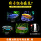 AIPHAROW黃藍曼龍魚(yú)活體曼龍吃蛋白蟲(chóng)珍珠馬甲五彩麗麗魚(yú)熱帶魚(yú)觀(guān)賞淡水魚(yú) 新手套餐7：藍+黃+五彩+珍珠各2
