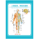 醫院掛圖解剖圖肛管直腸人體結構神經(jīng)系統概觀(guān)示意圖宣傳畫(huà)WSA52 WSA52-01 人體肌肉神經(jīng)示意圖 60*80cm/張  PP貼紙
