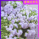 進(jìn)口丹麥重瓣風(fēng)鈴草重瓣風(fēng)鈴花種子室內陽(yáng)臺庭院四季開(kāi)花鮮花盆栽 7.重瓣淡紫色風(fēng)鈴 當季新籽480粒送肥料