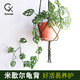 鄉(xiāng)村小花醫(yī)仙洞龜背竹米歇爾盆栽多孔爬藤室內(nèi)喜陰綠植物水培凈化空氣 育苗盆-仙洞龜背（30cm）