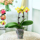 溫馨滿(mǎn)屋（V.S.M.V）蝴蝶蘭花苗盆栽帶花苞花劍室內客廳花卉植物四季好養開(kāi)花綠植蘭花 黃色系蝴蝶蘭簡(jiǎn)盆