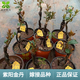 金彈子盆景樹(shù)樁金蛋子金單子現挖老樁原生母樁公樁生樁熟樁選樁 紫陽(yáng)金丹嫁接熟樁原土發(fā)貨 裸根不帶土