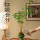 臨雅紅觀音竹盆栽植物室內(nèi)景觀水培竹子懶人米竹辦公室茶室綠植小盆景 水培苔蘚球紅觀音竹-蓮花盆