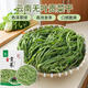 微神農(nóng)云南貢菜干180g脫水蔬菜農(nóng)家自制干貨新鮮苔菜苔干火鍋食材菜類