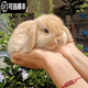 仟蕓兔子活物侏儒兔鳳眼小型茶杯兔長(cháng)不大不咬人宿舍貓貓荷蘭垂耳活體 黃色垂耳兔
